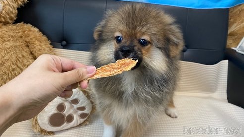 成約済の兵庫県のポメチワ:ポメラニアン×チワワ-323686の2枚目